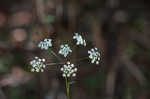 Stiff cowbane